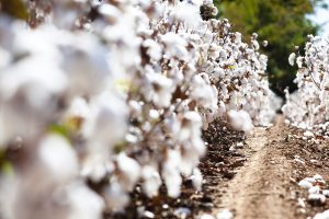 Cotton plant